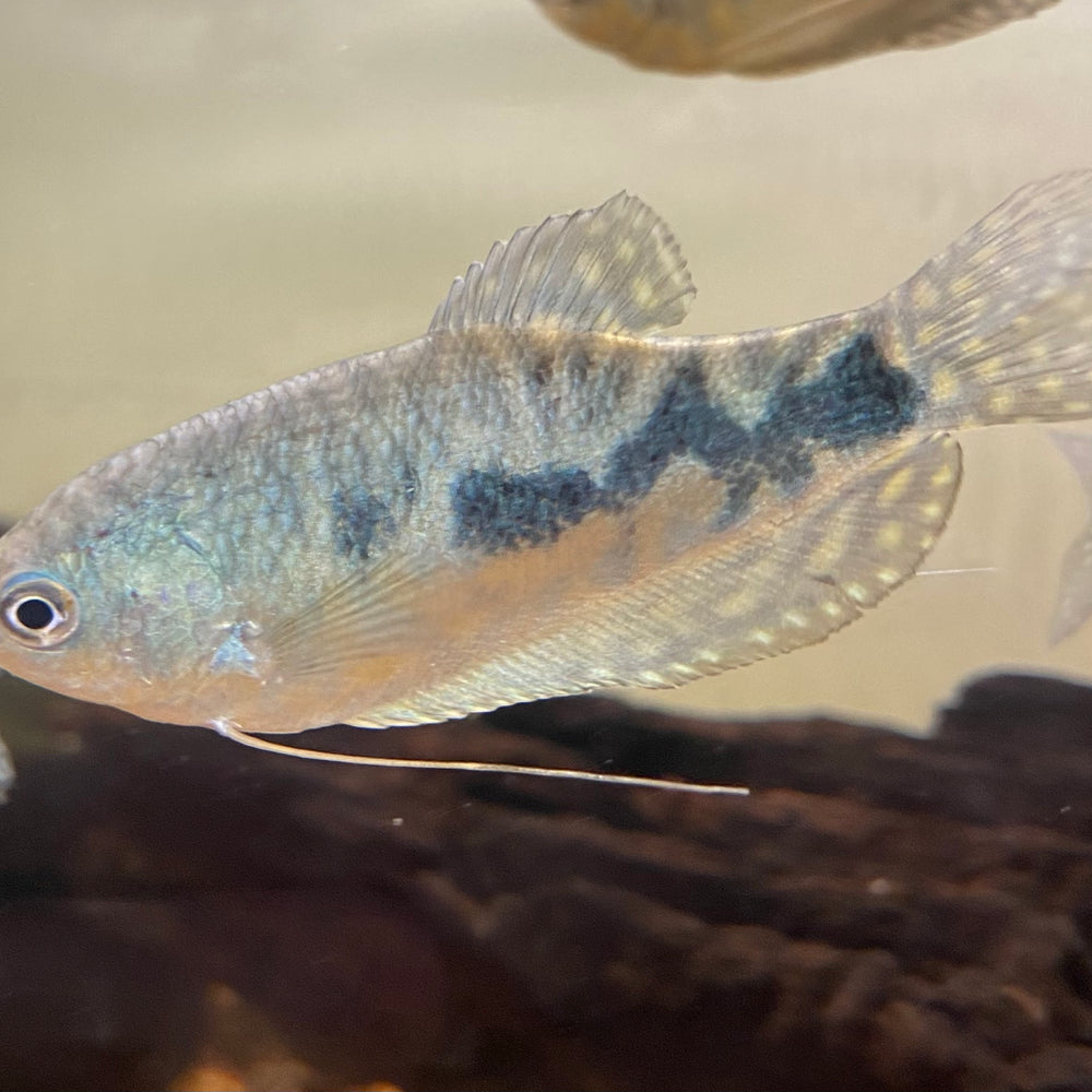 Blue Gourami