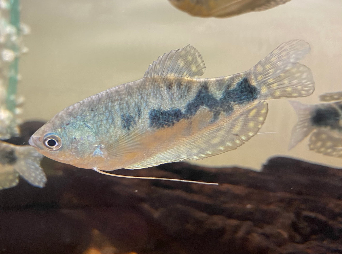 Blue Gourami