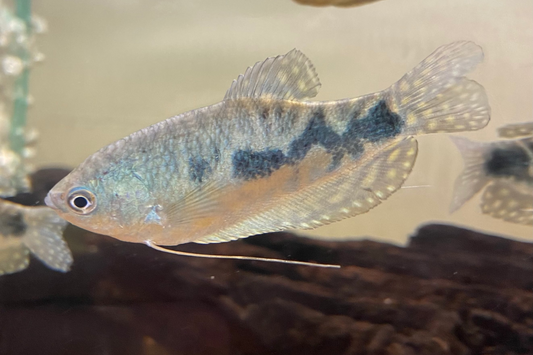 Blue Gourami