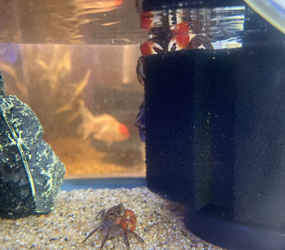 Red Claw Crab
