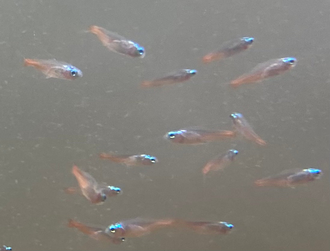 Diamond Neon Tetra