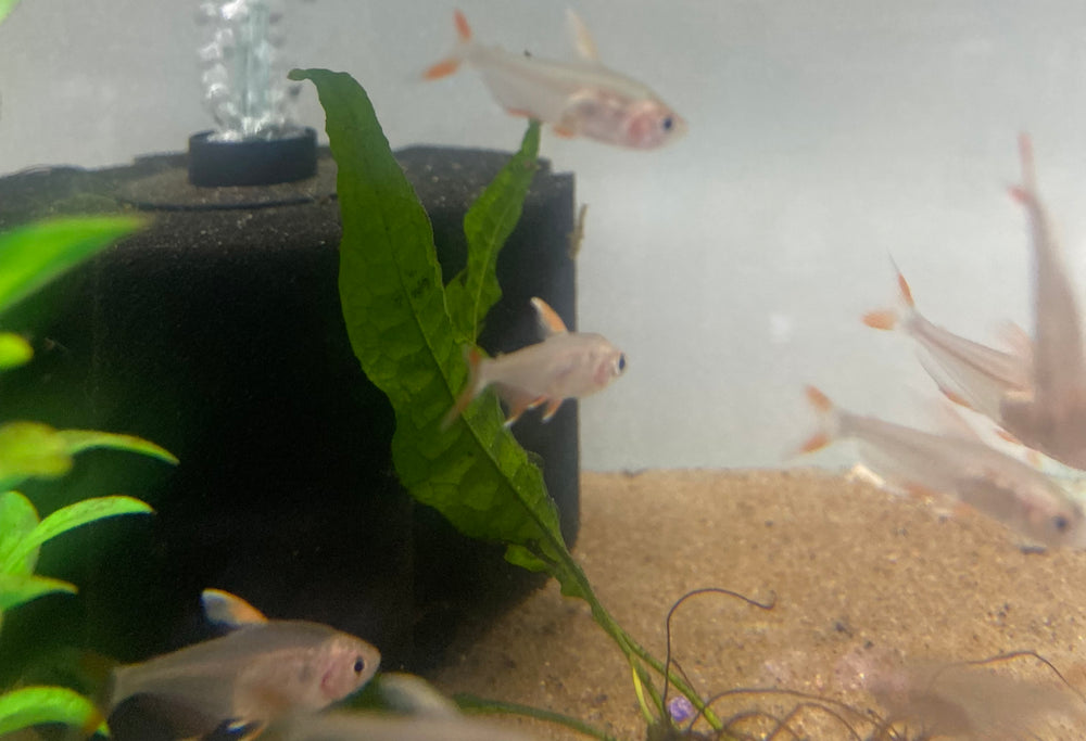 Candy Cane Tetra