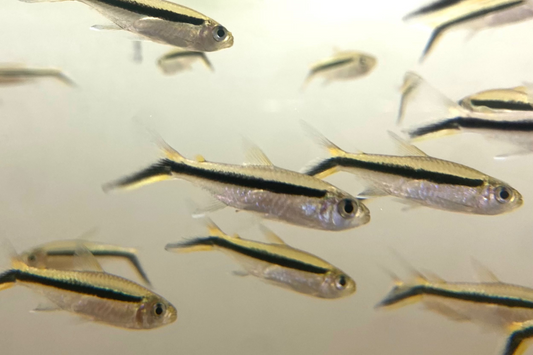 Penguin Tetra