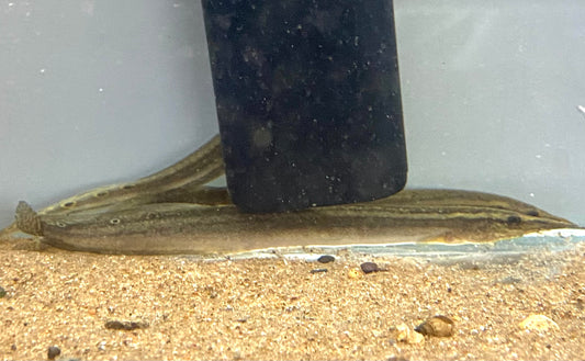 Peacock Eel
