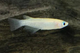 Platinum Japanese Ricefish