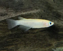  Platinum Ricefish