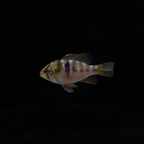 German Blue Ram