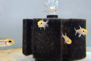 Glowlight Tetra