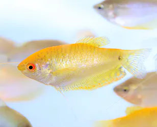 Gold Gourami