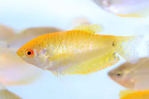 Gold Gourami