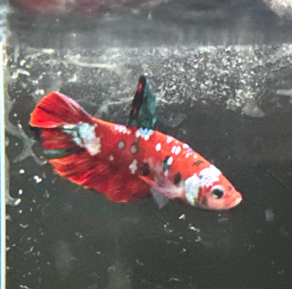 Koi Betta