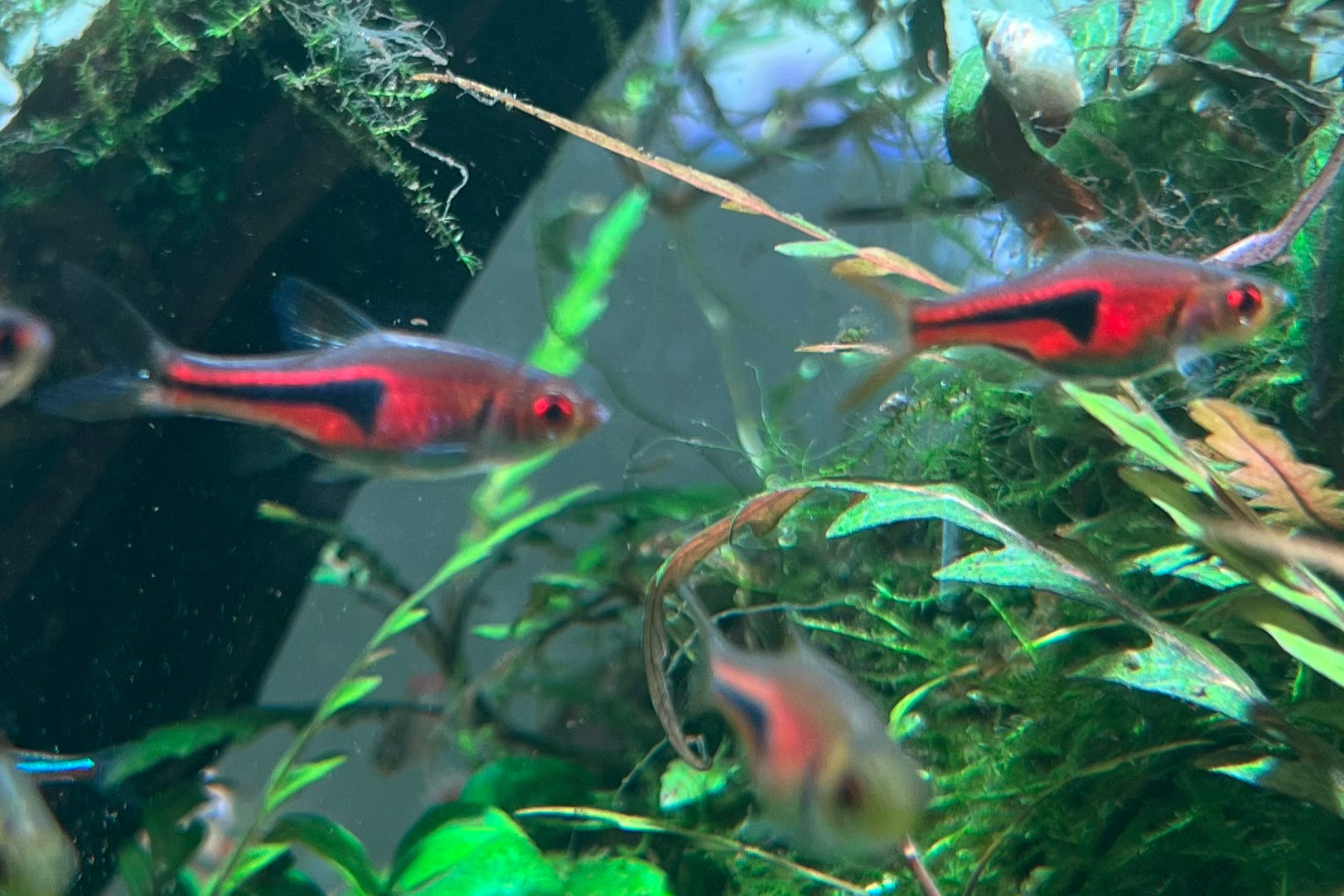 CK Fishworld