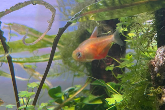 Orange Von Rio Flame Tetra