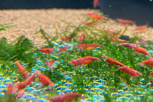 Red Cherry Shrimp