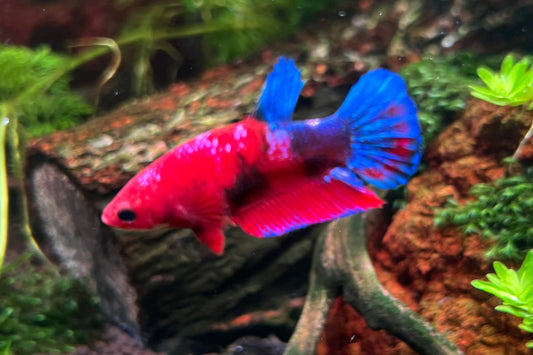 Red Hellboy Female Betta