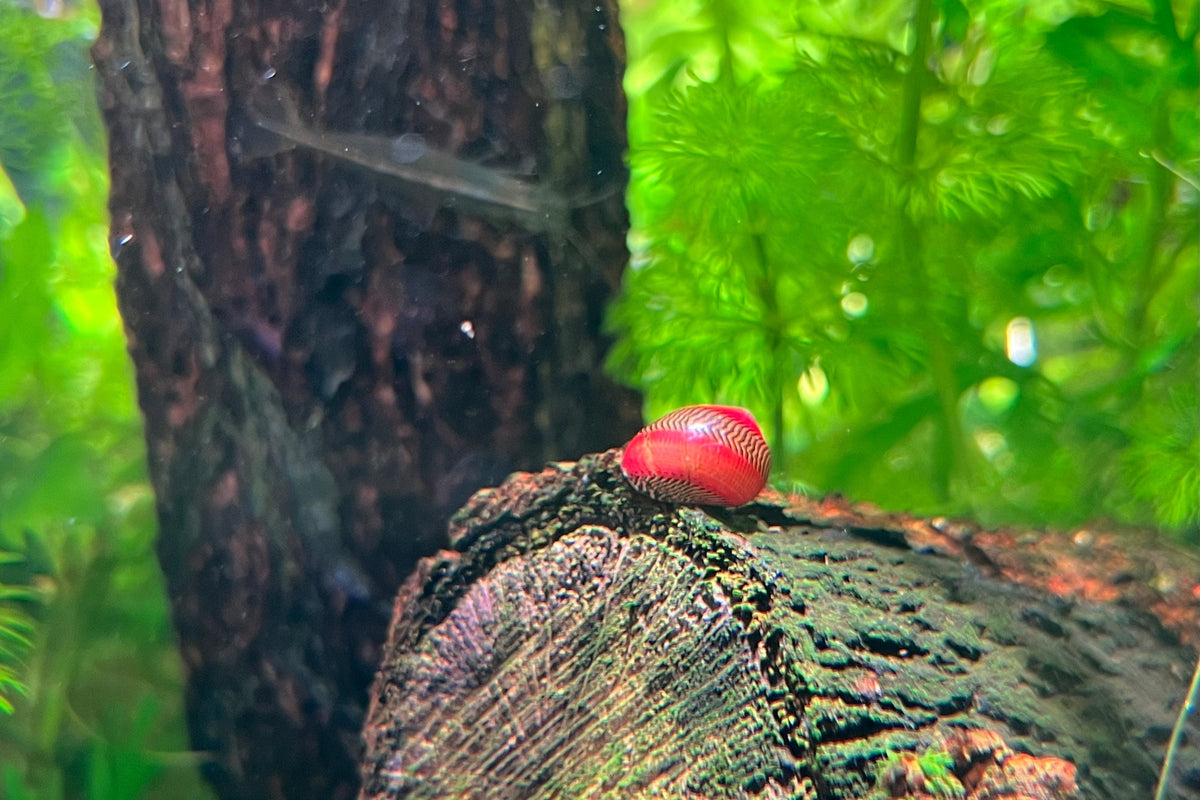 Red Racer Nerite Snail for Sale | Algae Clean-Up Crew – CK Fishworld