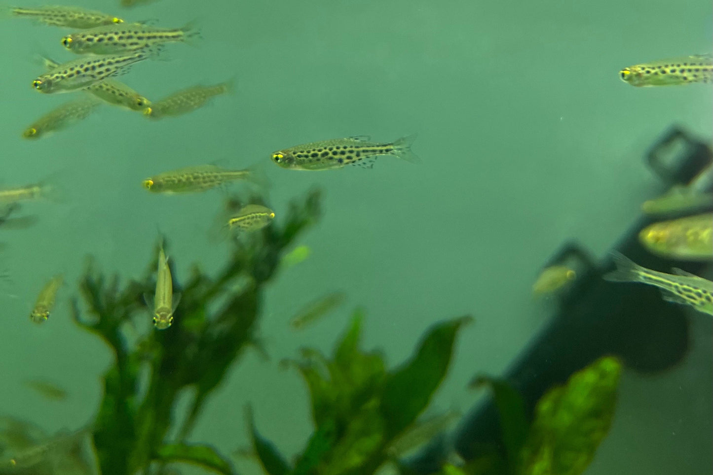Group of Gold Ring Danios swimming peacefully in a freshwater aquarium. 