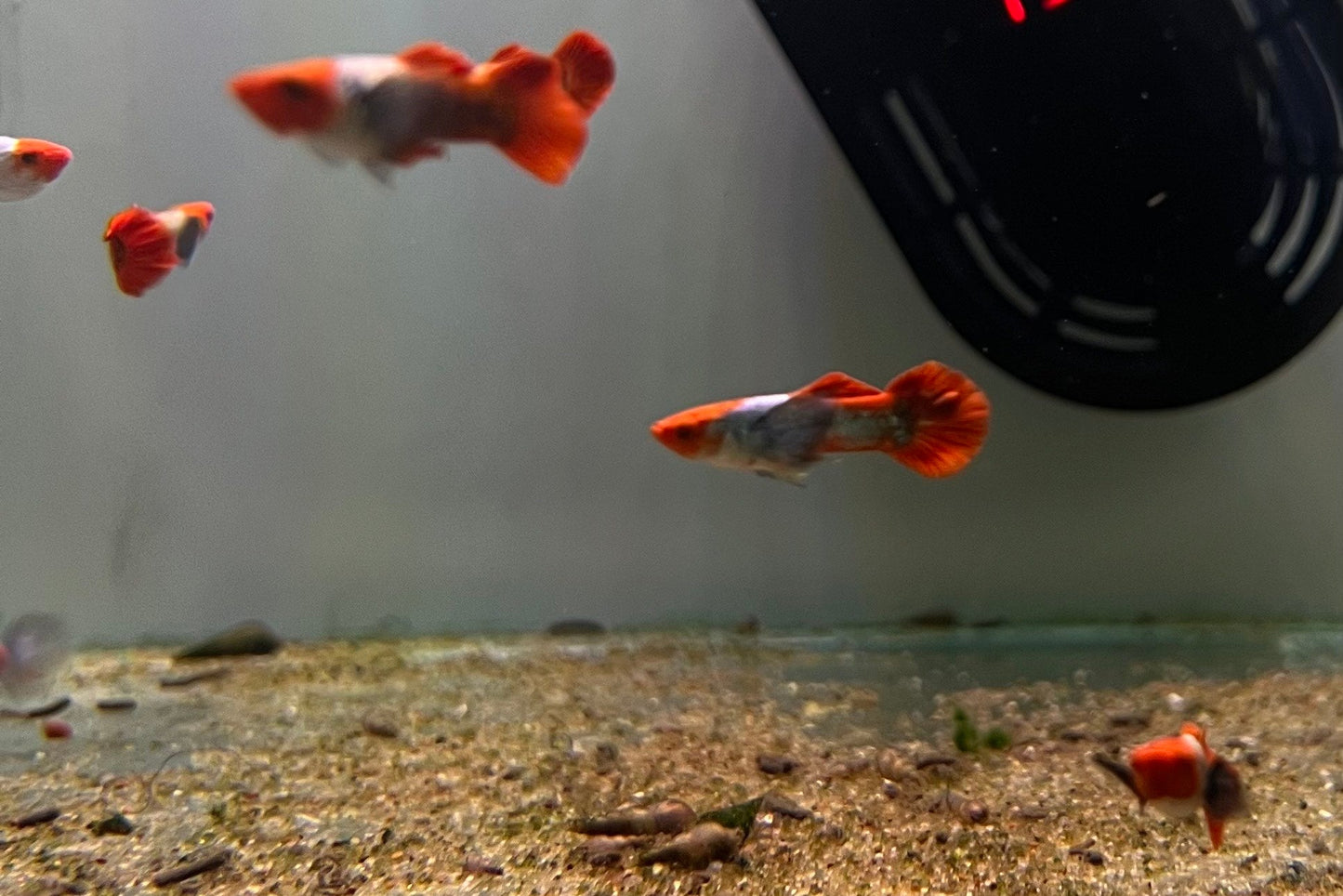 A group of Koi Tuxedo Dumbo Guppy swimming peacefully. 