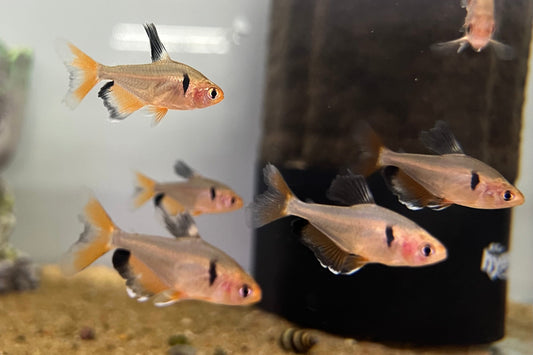 Serpae Tetra