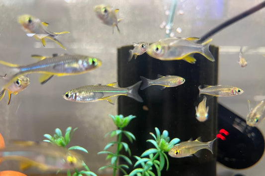 Celebes Rainbowfish