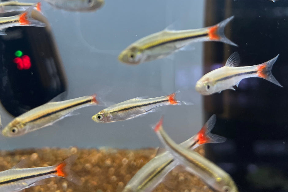 Rasbora for Sale: Freshwater Community Nano Fish – CK Fishworld