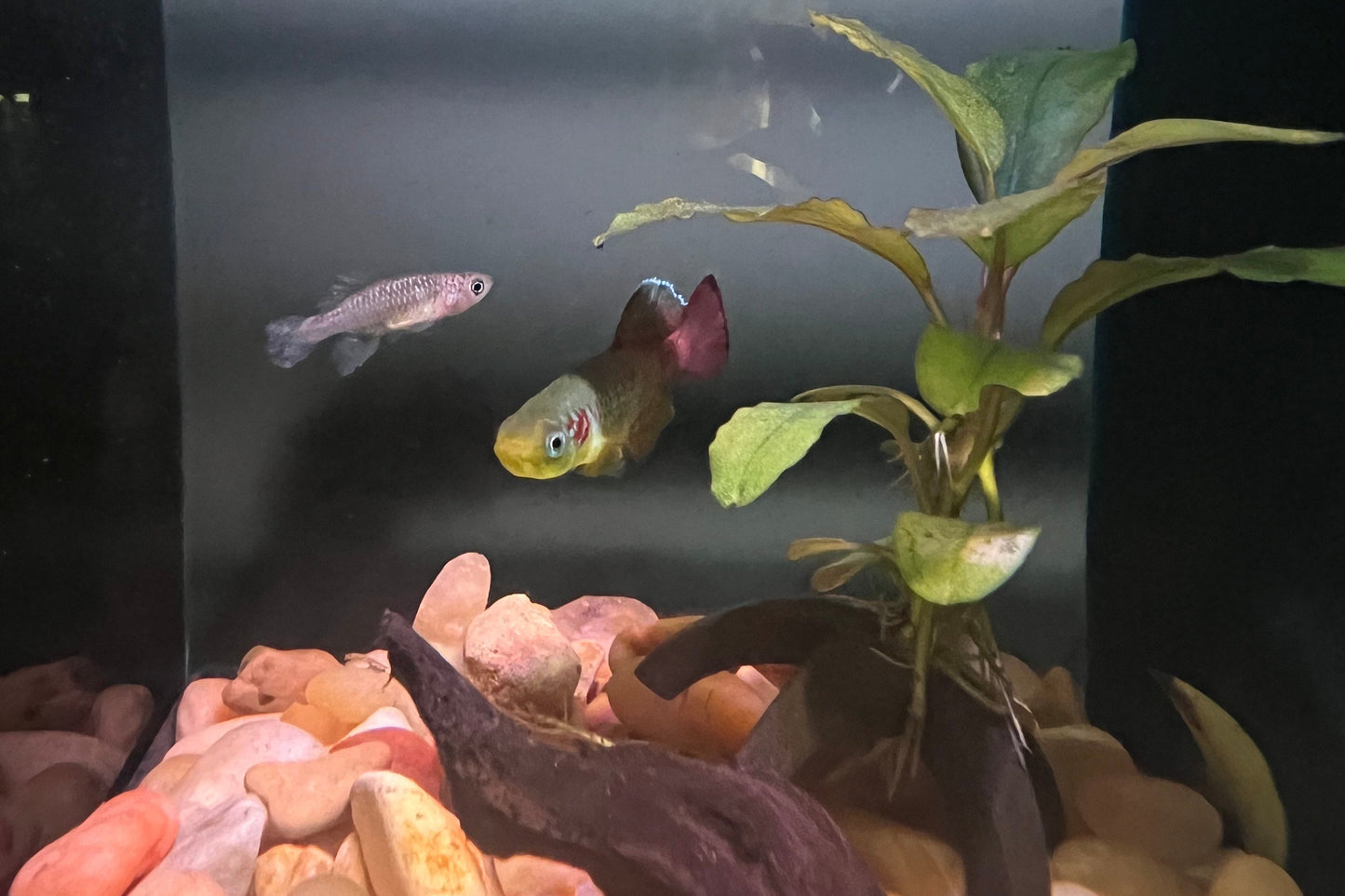 Redtail Notho Killifish Pair