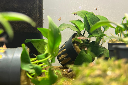 Strawberry Rasbora