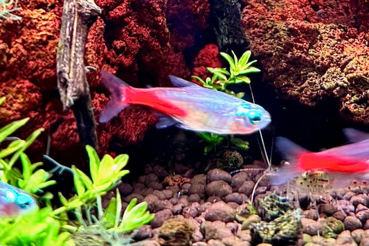 Diamond Neon Tetra