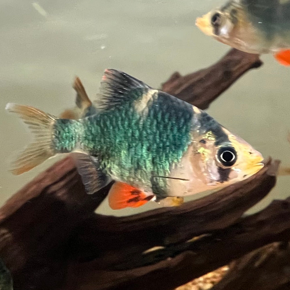 Green Tiger Barb