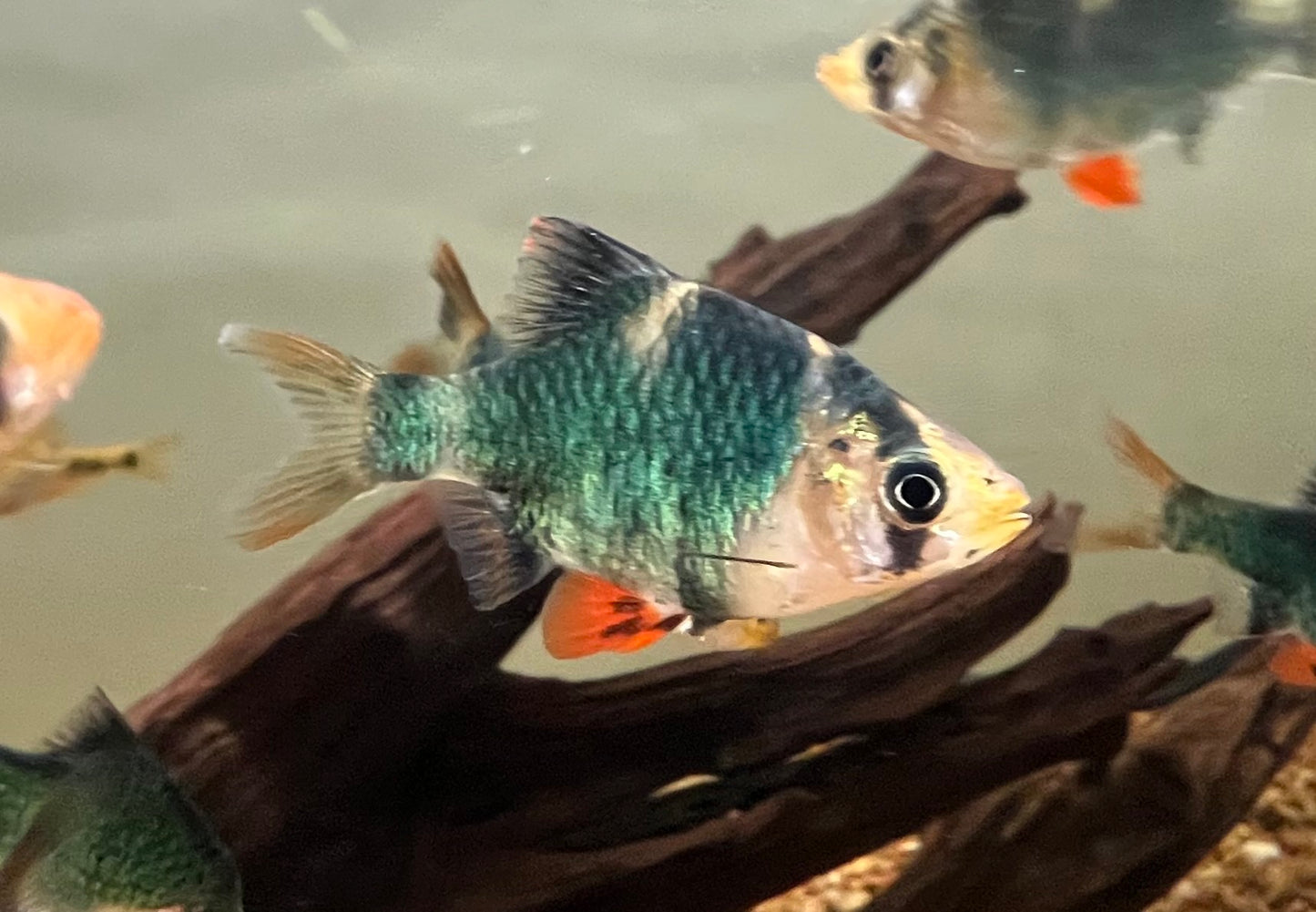 Green Tiger Barb