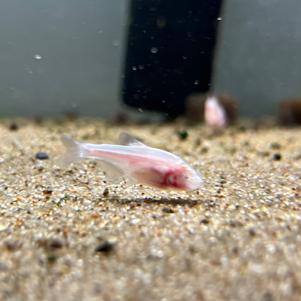 Blind Cave Tetra