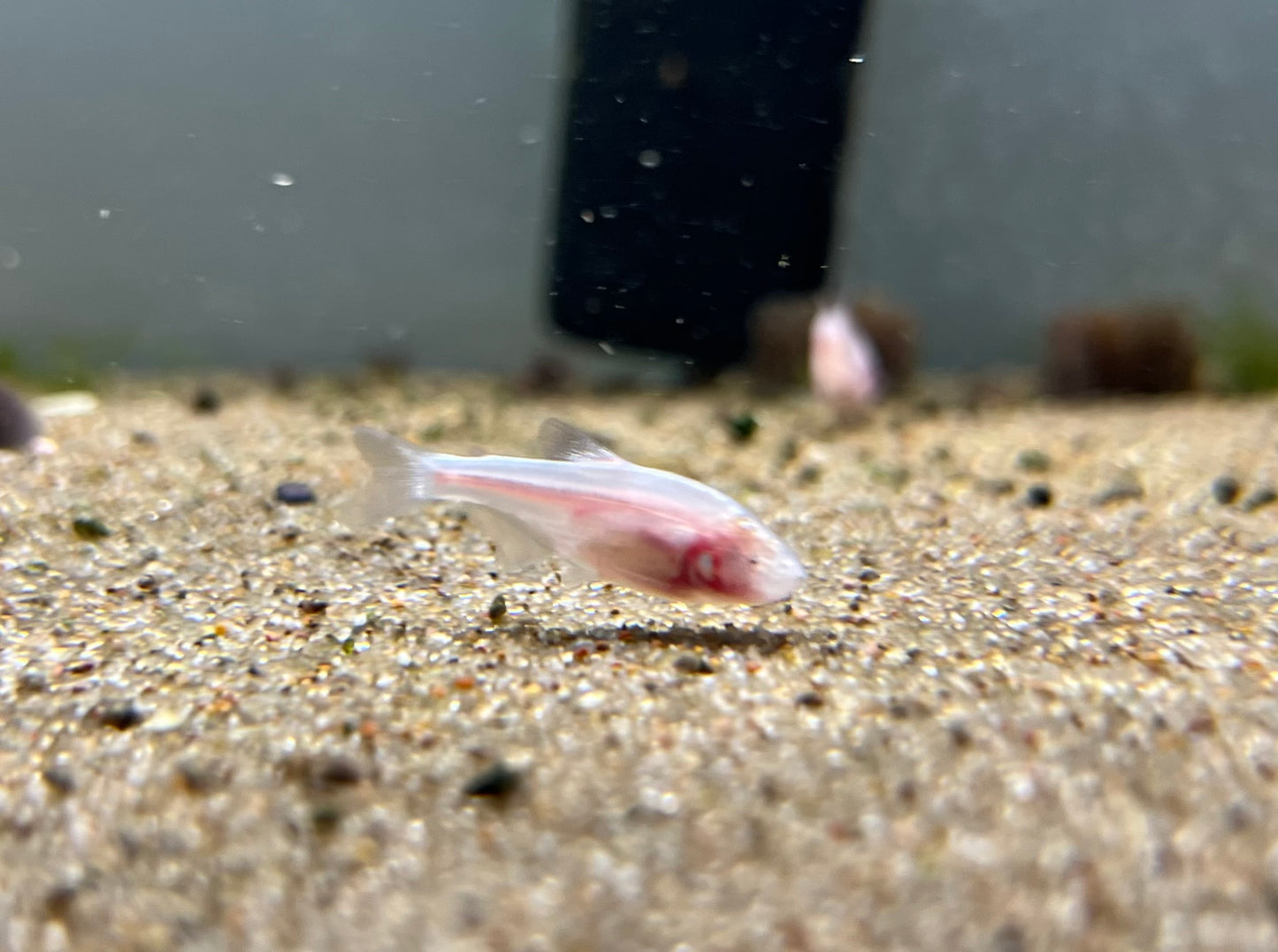 Blind Cave Tetra