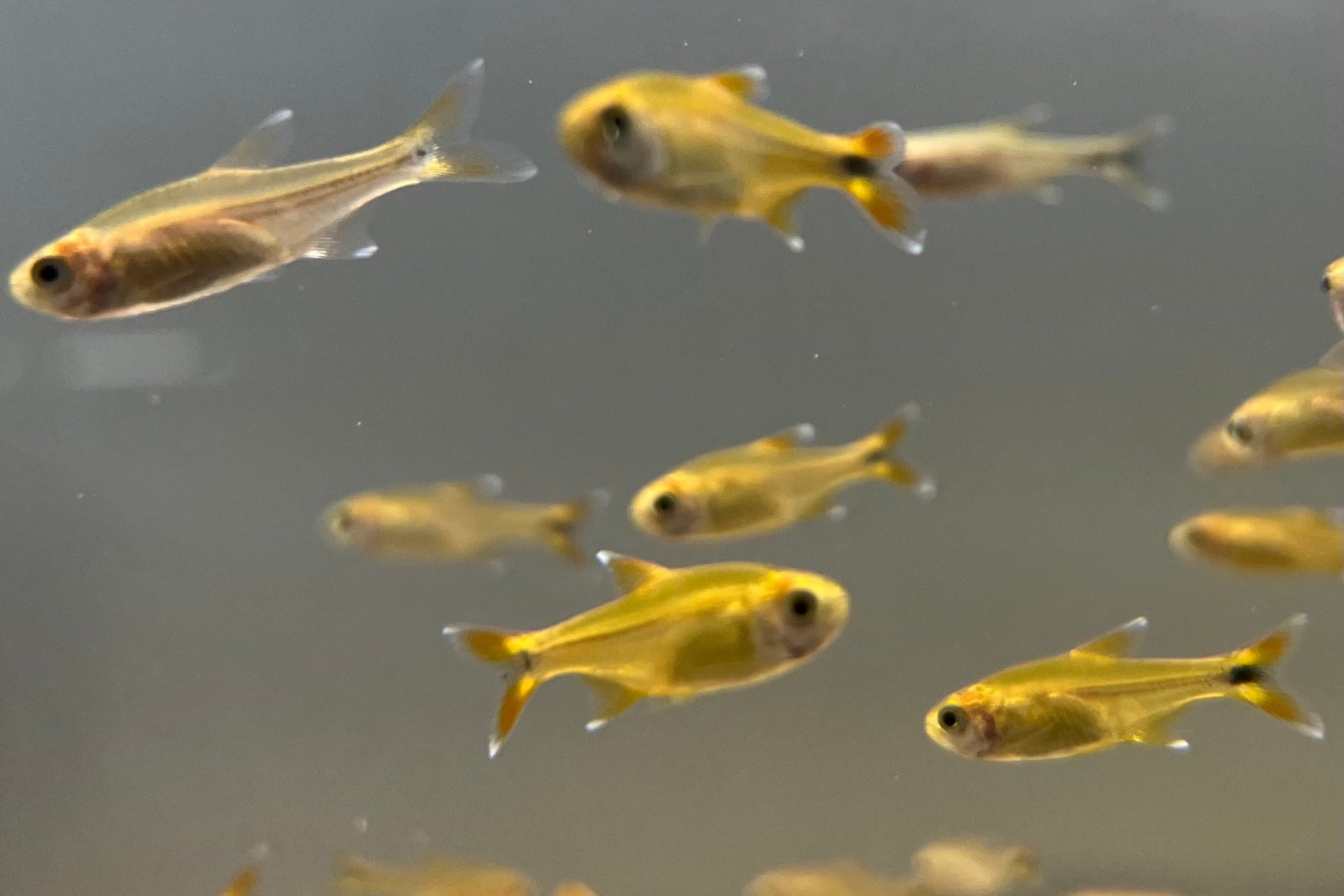 Silvertip Tetra – CK Fishworld