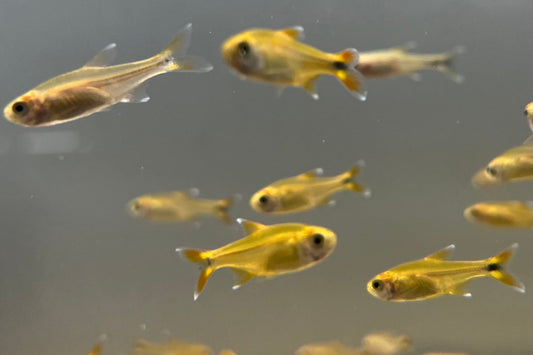 Silvertip Tetra