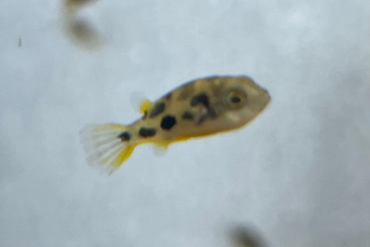 Pea Puffer