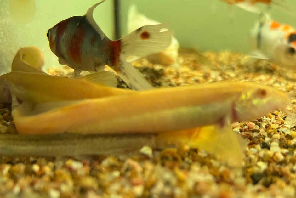 Freshwater Loaches for Sale: Freshwater Bottom Dweller Fish – CK Fishworld