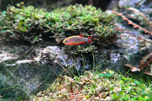 Celestial Pearl Danio