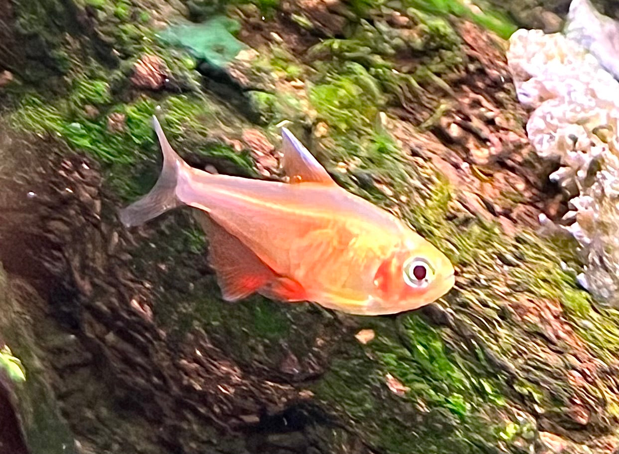 Golden Red Rio Tetra (Flame)