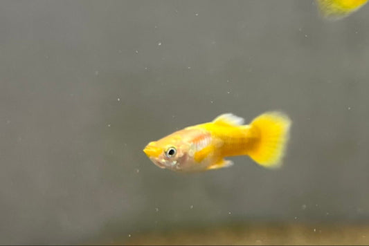 24k Guppy