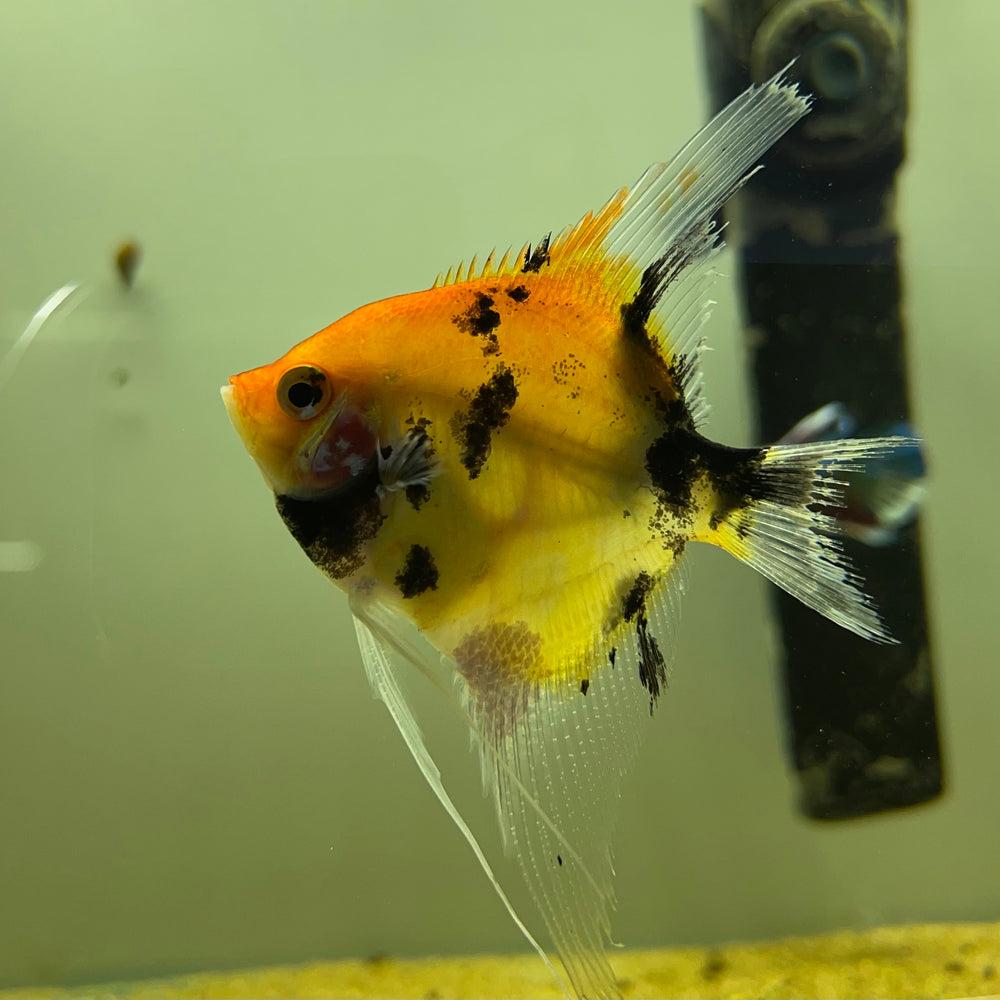 Red Devil Angelfish