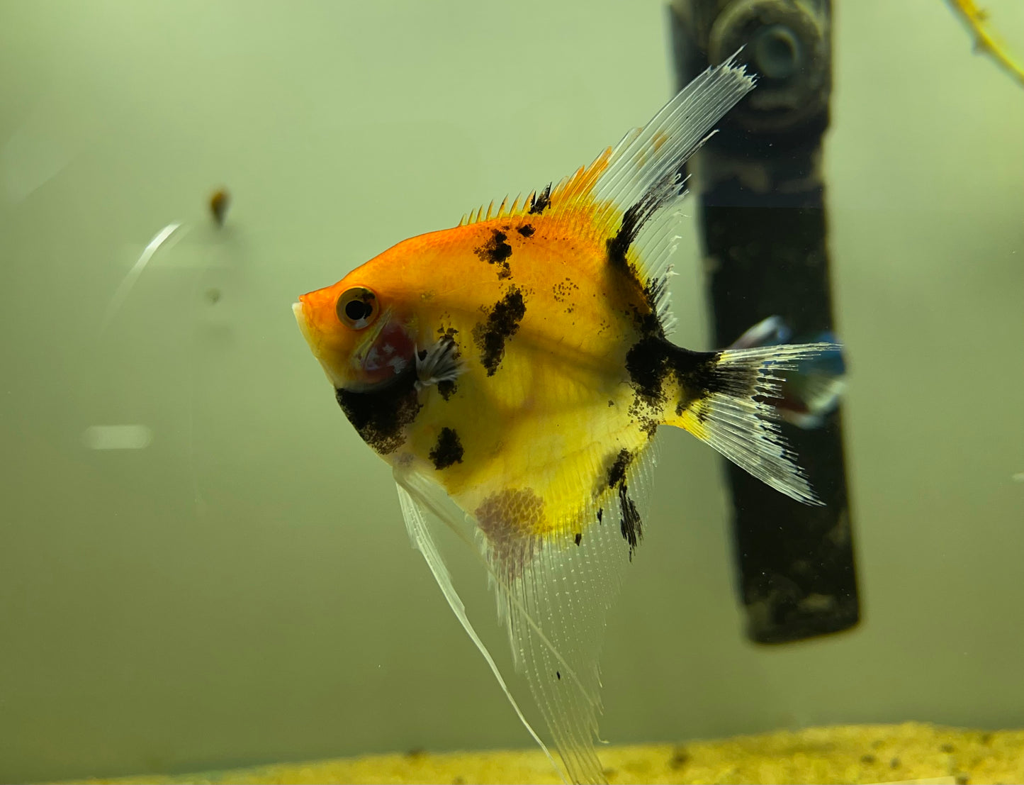 Red Devil Angelfish