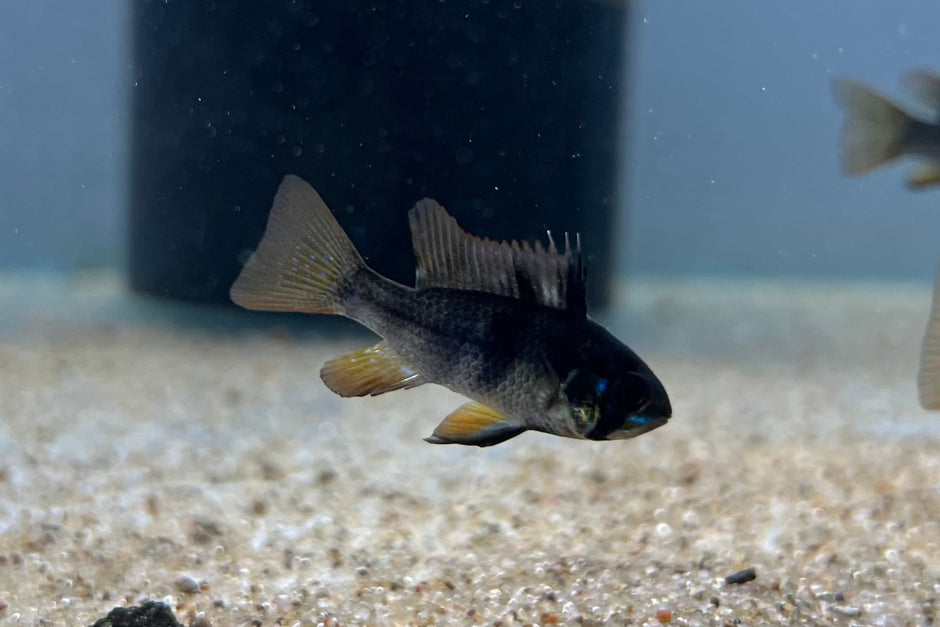 Ram Cichlids for Sale: Live Arrival Guaranteed (Overnight Shipping ...
