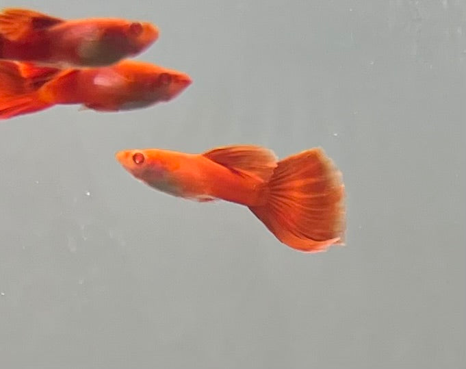 Red Albino Guppy