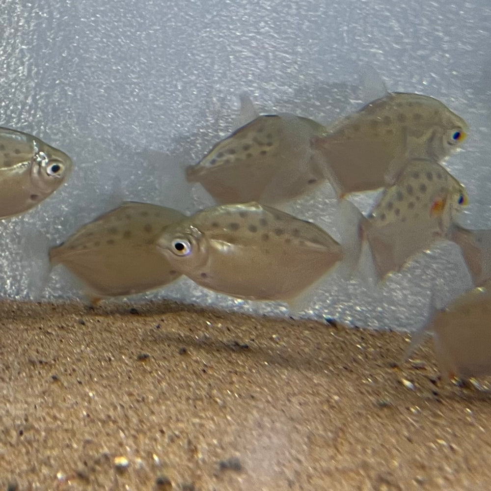 Spotted Silver Dollar Tetra