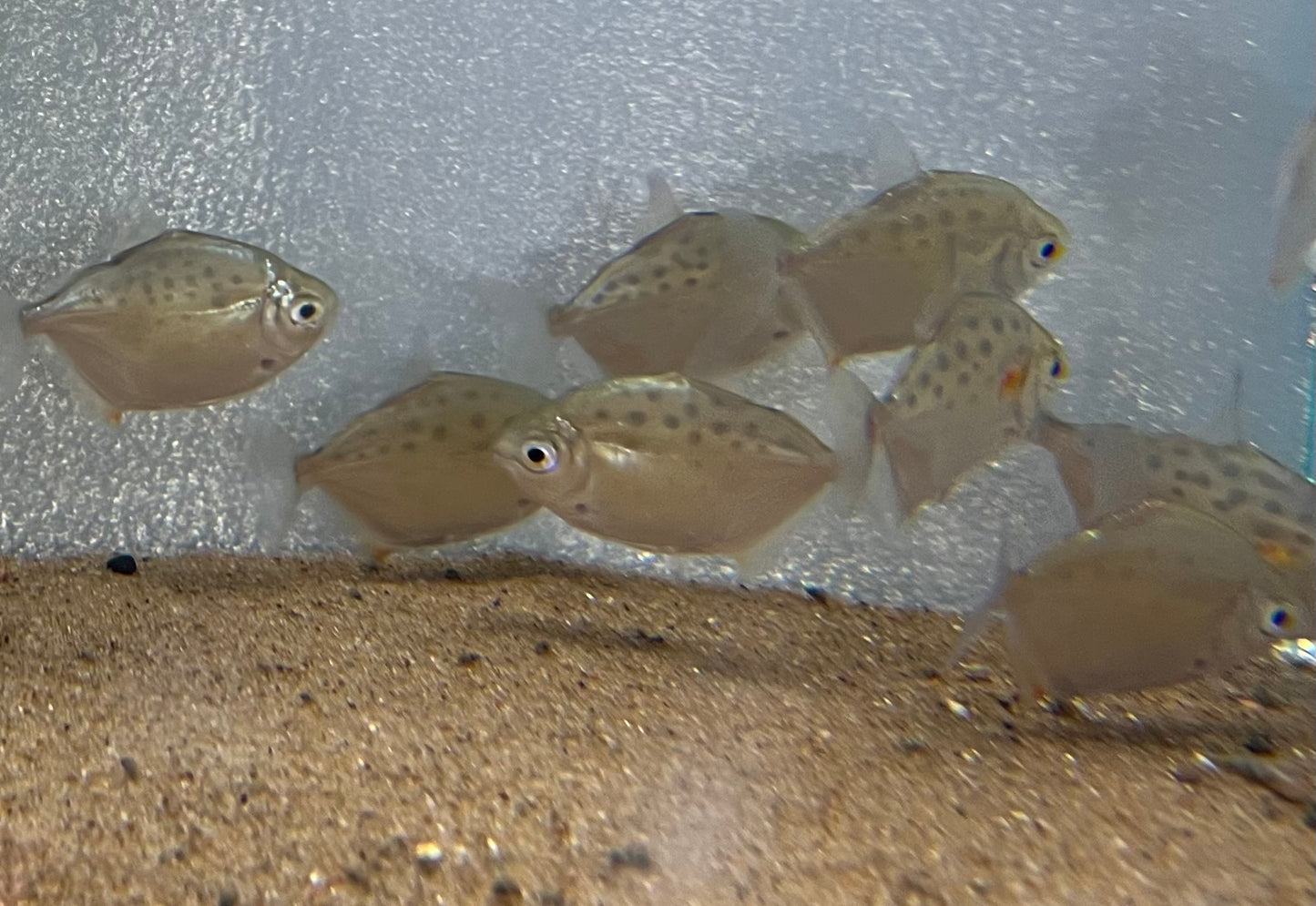 Spotted Silver Dollar Tetra