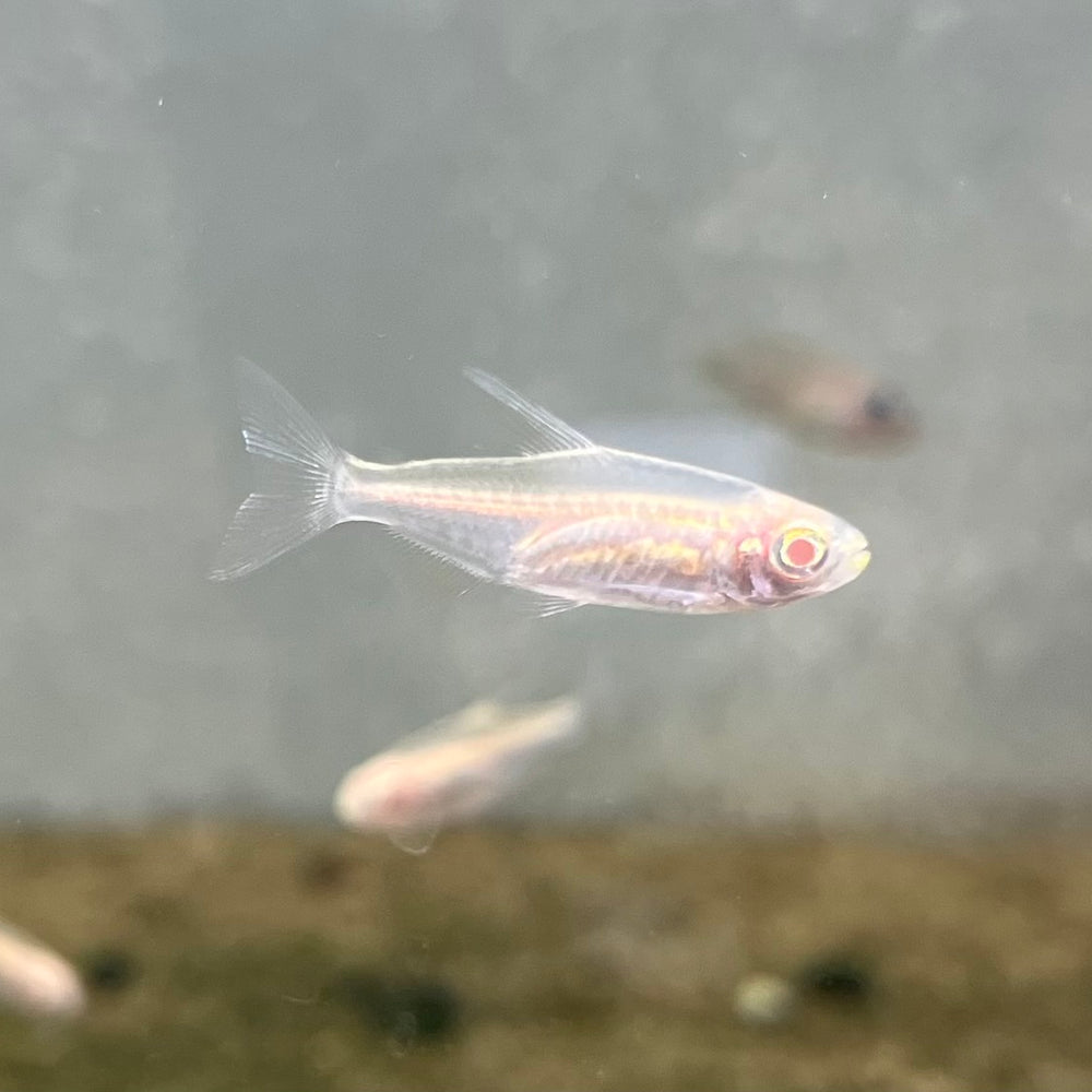 Albino Congo Tetra