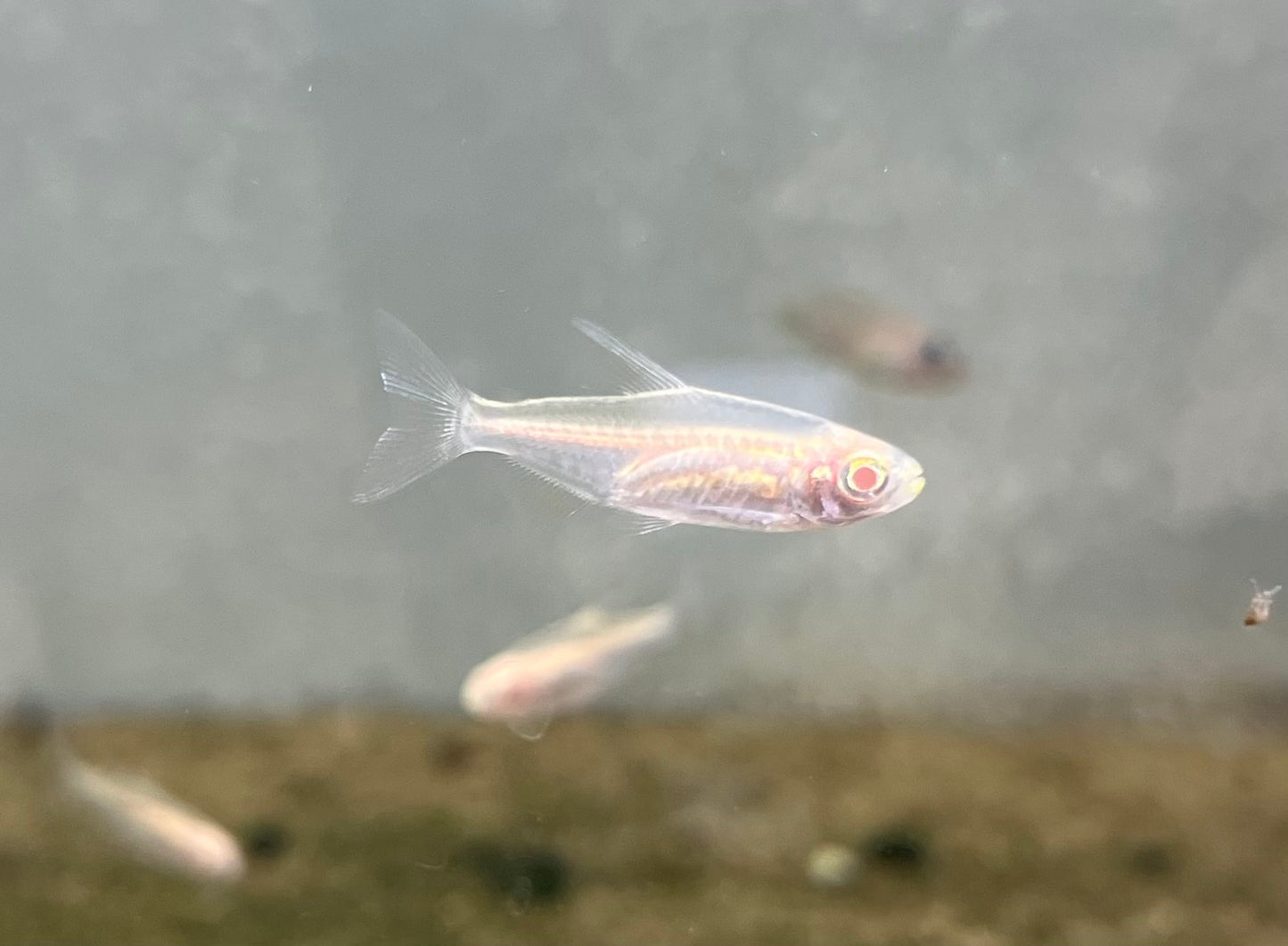 Albino Congo Tetra