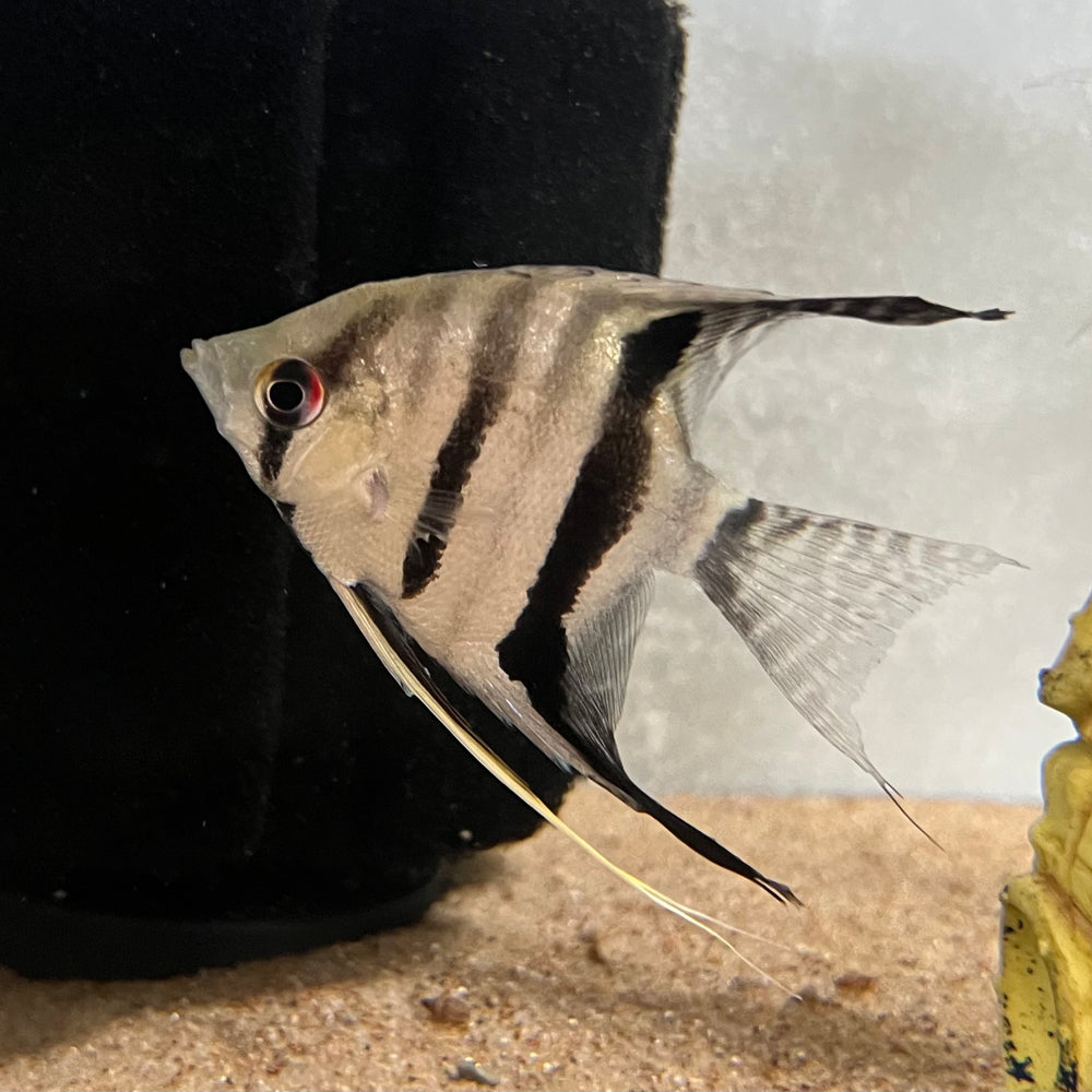 Peruvian Altum Angelfish