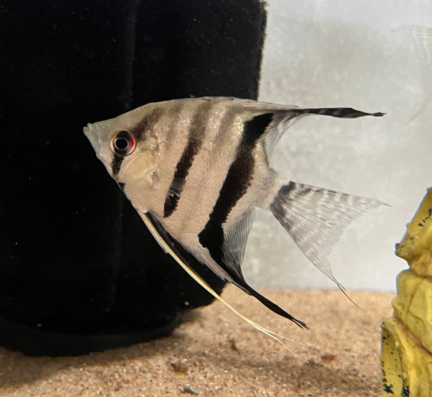 Peruvian Altum Angelfish