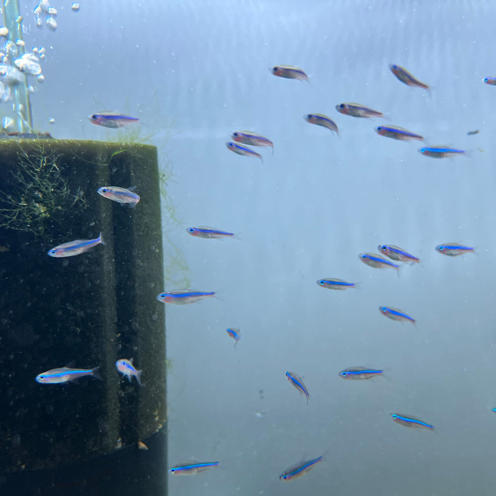 Green Neon Tetra